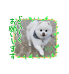 ポメラニアンまろ（個別スタンプ：20）
