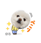 ポメラニアンまろ（個別スタンプ：21）
