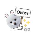 ポメラニアンまろ（個別スタンプ：22）