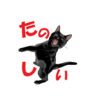 黒猫オレオくんリアルイラストスタンプ①（個別スタンプ：1）