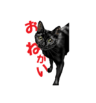 黒猫オレオくんリアルイラストスタンプ①（個別スタンプ：2）