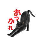 黒猫オレオくんリアルイラストスタンプ①（個別スタンプ：3）