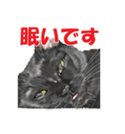 黒猫オレオくんリアルイラストスタンプ①（個別スタンプ：4）