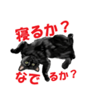 黒猫オレオくんリアルイラストスタンプ①（個別スタンプ：5）