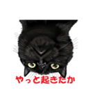黒猫オレオくんリアルイラストスタンプ①（個別スタンプ：6）