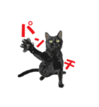 黒猫オレオくんリアルイラストスタンプ①（個別スタンプ：8）