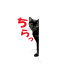 黒猫オレオくんリアルイラストスタンプ①（個別スタンプ：9）