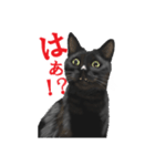 黒猫オレオくんリアルイラストスタンプ①（個別スタンプ：13）