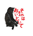 黒猫オレオくんリアルイラストスタンプ①（個別スタンプ：14）