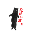 黒猫オレオくんリアルイラストスタンプ①（個別スタンプ：16）