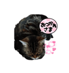 lunasticker（個別スタンプ：4）