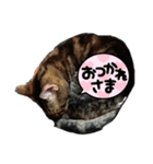 lunasticker（個別スタンプ：5）