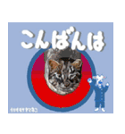 沖縄三線山羊ちゃんの日常生活6 友達紹介編（個別スタンプ：3）