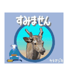 沖縄三線山羊ちゃんの日常生活6 友達紹介編（個別スタンプ：15）