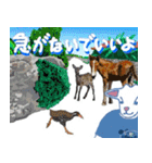 沖縄三線山羊ちゃんの日常生活6 友達紹介編（個別スタンプ：31）