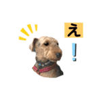 ウェルシュテリア ♡ジェリーさんの1日(18)（個別スタンプ：5）