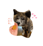 秋田犬のはじめくん。（個別スタンプ：1）
