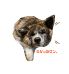 秋田犬のはじめくん。（個別スタンプ：2）