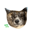 秋田犬のはじめくん。（個別スタンプ：3）