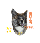 秋田犬のはじめくん。（個別スタンプ：4）