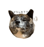 秋田犬のはじめくん。（個別スタンプ：7）