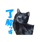 表情ゆたかな黒猫くん（個別スタンプ：1）