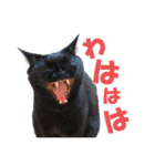 表情ゆたかな黒猫くん（個別スタンプ：2）