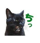 表情ゆたかな黒猫くん（個別スタンプ：4）