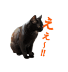 表情ゆたかな黒猫くん（個別スタンプ：5）