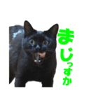 表情ゆたかな黒猫くん（個別スタンプ：7）