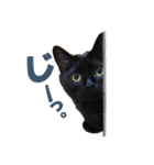 表情ゆたかな黒猫くん（個別スタンプ：10）