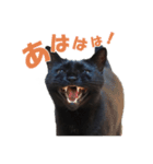 表情ゆたかな黒猫くん（個別スタンプ：11）