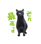 表情ゆたかな黒猫くん（個別スタンプ：12）