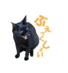 表情ゆたかな黒猫くん（個別スタンプ：13）