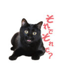表情ゆたかな黒猫くん（個別スタンプ：15）