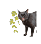 表情ゆたかな黒猫くん（個別スタンプ：16）