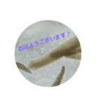 プラナリアスタンプ2（個別スタンプ：2）