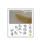 プラナリアスタンプ2（個別スタンプ：7）