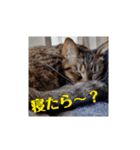 かまってほしい真顔ねこ（個別スタンプ：7）