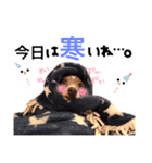 菅原家の動物達5（個別スタンプ：3）