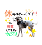 菅原家の動物達5（個別スタンプ：4）