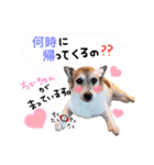 菅原家の動物達5（個別スタンプ：5）