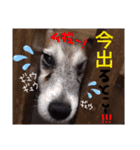 菅原家の動物達5（個別スタンプ：6）