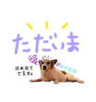 菅原家の動物達5（個別スタンプ：8）