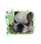 アレク犬のスタンプ2021夏（個別スタンプ：1）