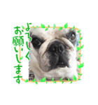 アレク犬のスタンプ2021夏（個別スタンプ：4）