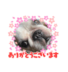 アレク犬のスタンプ2021夏（個別スタンプ：6）