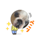 アレク犬のスタンプ2021夏（個別スタンプ：8）