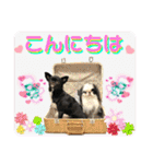 狆＆狆チワ兄妹の使えるスタンプ2（個別スタンプ：2）