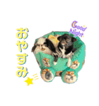 狆＆狆チワ兄妹の使えるスタンプ2（個別スタンプ：3）